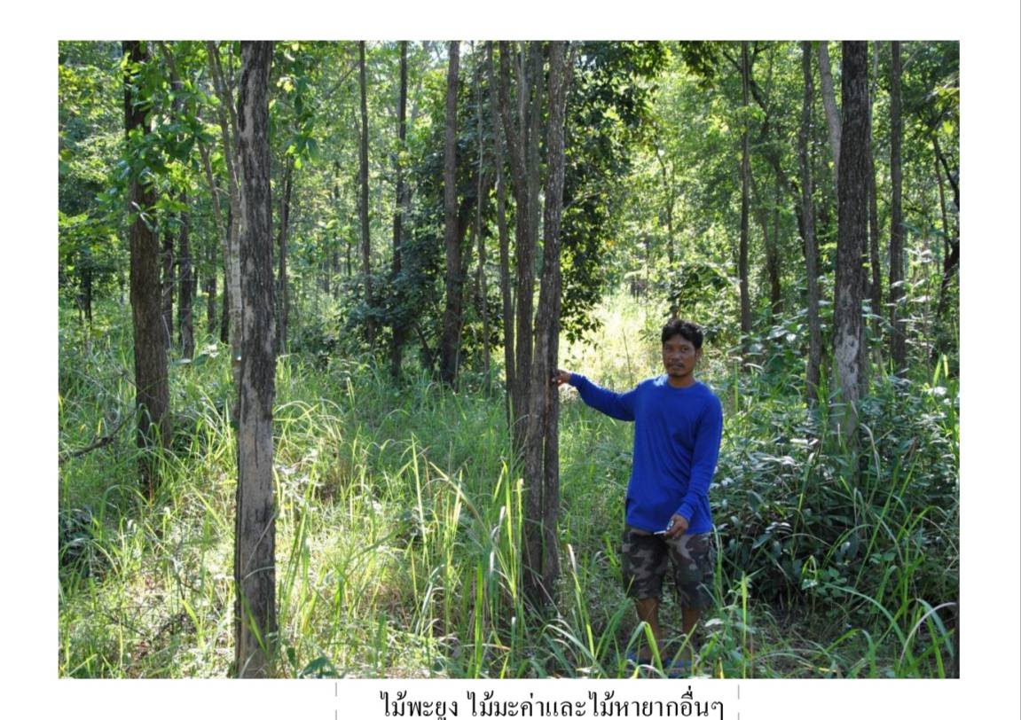 โครงการปลูป่าเฉลิมพระเกียรติพระบาทสมเด็จพระเจ้าอยู่หัว เนื่องในวโรกาสพระราชพิธีมหามงคลเฉลิมพระชมพรรษา ๗ รอบ ๕ ธันวาคม ๒๕๕๔
ภาพกิจกรรม: ไม้พะยุง ไม้มะค่าและไม้หายากอื่นๆ